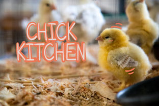 Chick Kitchen: A Playful Script for Creative Projects